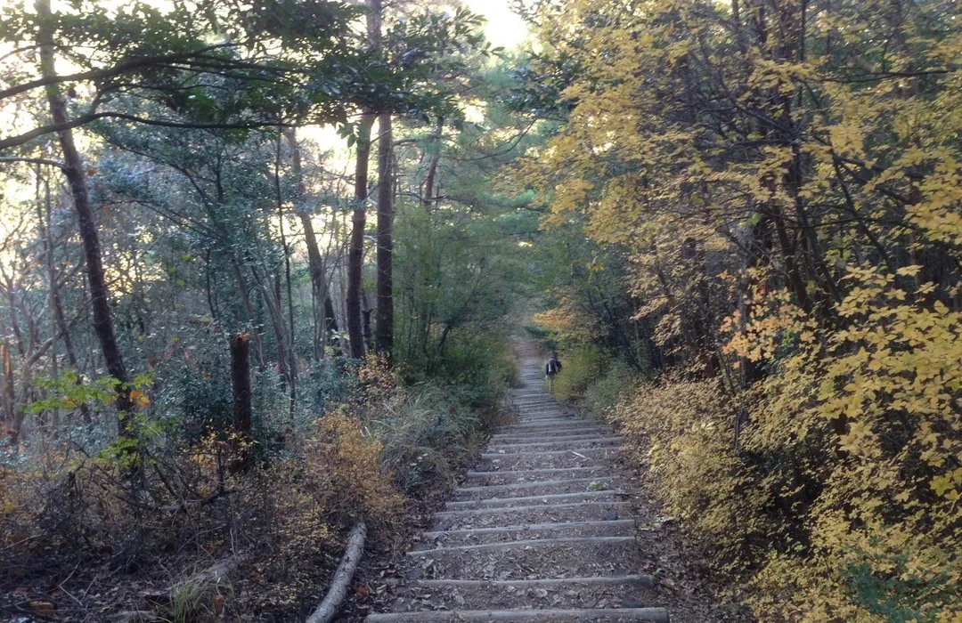 🌳 아이치현 삼림공원 (아이치켄 신린코엔) 이미지 4